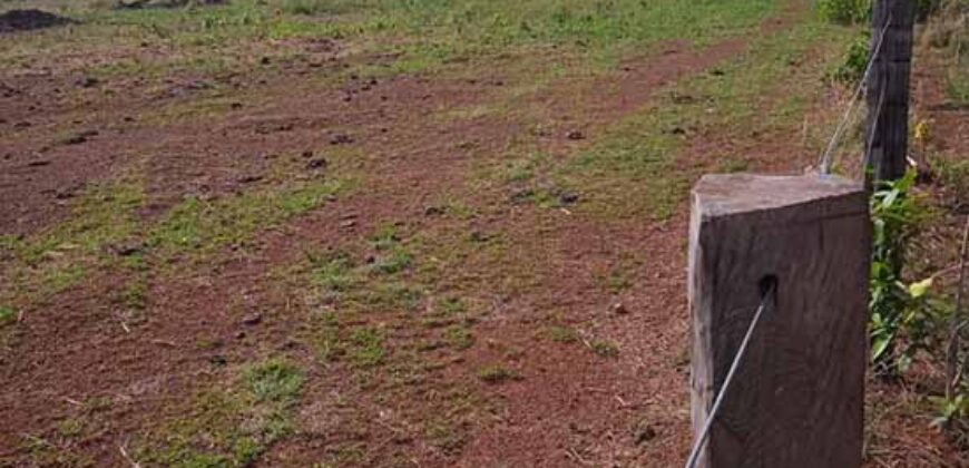 Fazenda à Venda 202 Alqueires Grande Oportunidade de Negócio | Sta. Maria da Barreira/ P