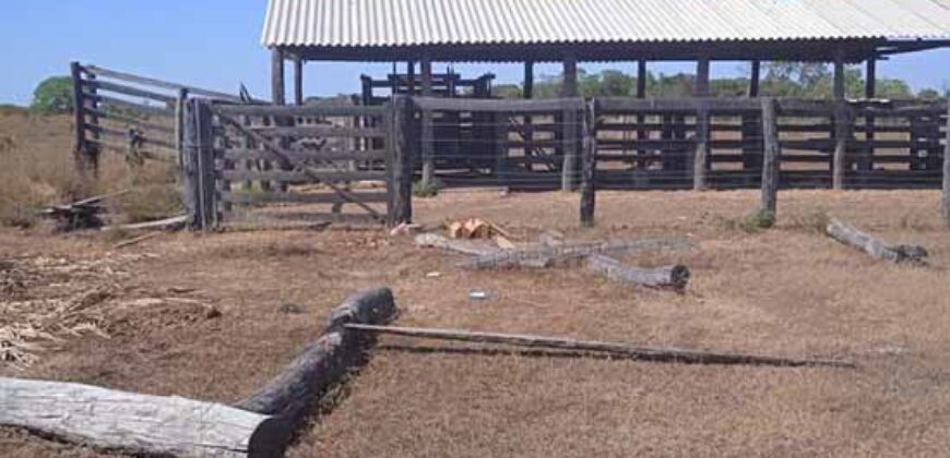 Fazenda à Venda 202 Alqueires Grande Oportunidade de Negócio | Sta. Maria da Barreira/ P