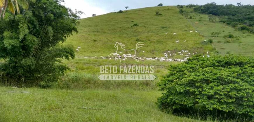 Fazenda à venda 42 alqueires Toda Pronta em Curato | Conceição de Macabu/ RJ