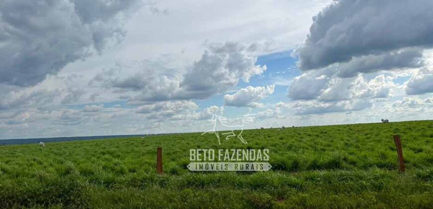 Oportunidade Única! Fazenda Produtiva 2.436 ha | Nova Mutum/MT