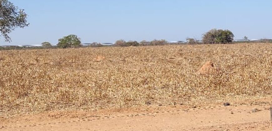 Fazenda Produtiva 13.977 ha Infra Completa no Vale do Araguaia | Cocalinho /MT