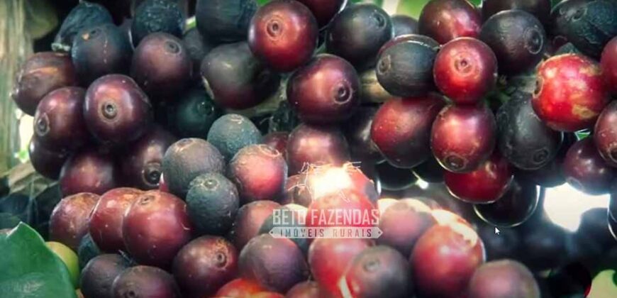 Fazenda Cafeeira à Venda 2.050 hectares Certificada p/ Exportação | Buritizeiro/ MG