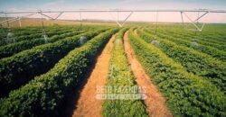 Fazenda Cafeeira à Venda 2.050 hectares Certificada p/ Exportação | Buritizeiro/ MG