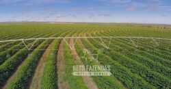 Fazenda Cafeeira à Venda 2.050 hectares Certificada p/ Exportação | Buritizeiro/ MG