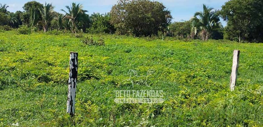 Fazenda à Venda 83.848 Has Potencial p/ Lavoura e Pecuária | São Félix do Araguaia/ MT