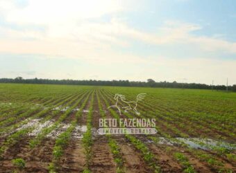 Fazenda Gigante à Venda 168.000 Has Pecuária e Lavoura | Barreiras/ BA