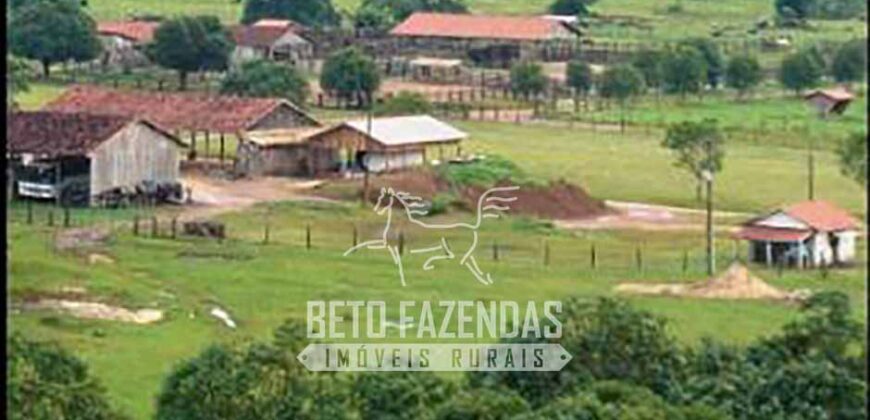 Fazenda Gigante à Venda 149.132 Has Potencial Agrícola | Rondolândia/ MT