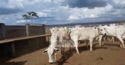 Fazenda Gigante à Venda 149.132 Has Potencial Agrícola | Rondolândia/ MT