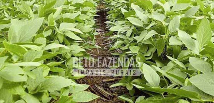 Fazenda à Venda 50 mil Hectares Produtiva em Grande Escala | Nova Mutum/ MT