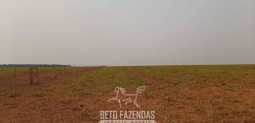 Fazenda à Venda 50 mil Hectares Produtiva em Grande Escala | Nova Mutum/ MT