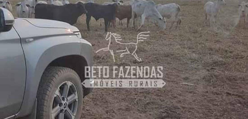 Fazenda à Venda 50 mil Hectares Produtiva em Grande Escala | Nova Mutum/ MT