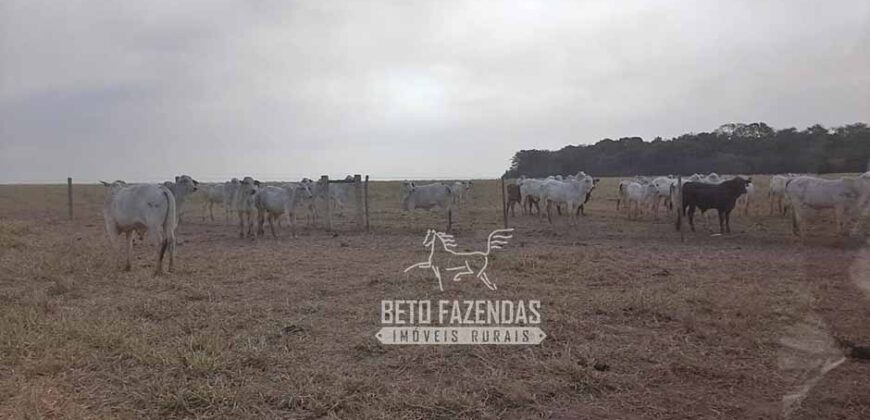 Fazenda à Venda 50 mil Hectares Produtiva em Grande Escala | Nova Mutum/ MT