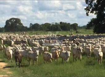 Fazenda à Venda 87.945 Hectares para Pecuária no Pantanal | Cáceres/ MT