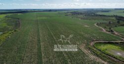 Fazenda Produtiva à Venda 9.128 ha com Alta Rentabilidade | Dourados/ MS