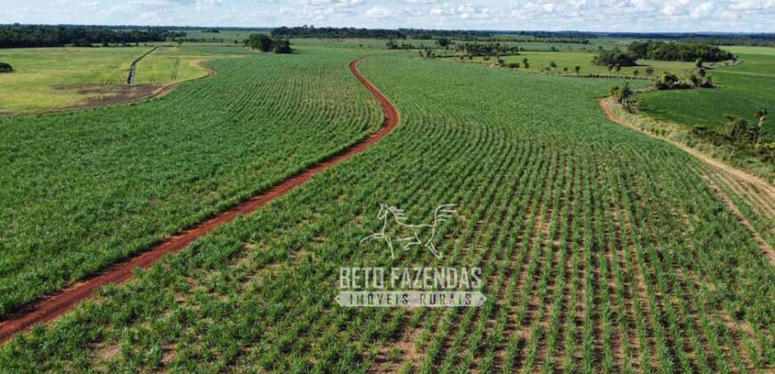 Fazenda Produtiva à Venda 9.128 ha com Alta Rentabilidade | Dourados/ MS