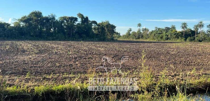 Fazenda Produtiva à Venda 9.128 ha com Alta Rentabilidade | Dourados/ MS