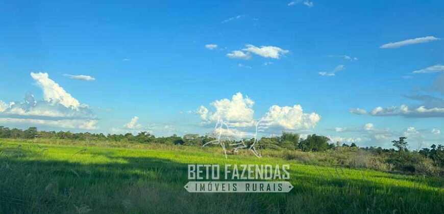 Fazenda Produtiva à Venda 9.128 ha com Alta Rentabilidade | Dourados/ MS