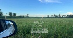 Fazenda Produtiva à Venda 9.128 ha com Alta Rentabilidade | Dourados/ MS