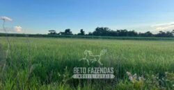 Fazenda Produtiva à Venda 9.128 ha com Alta Rentabilidade | Dourados/ MS