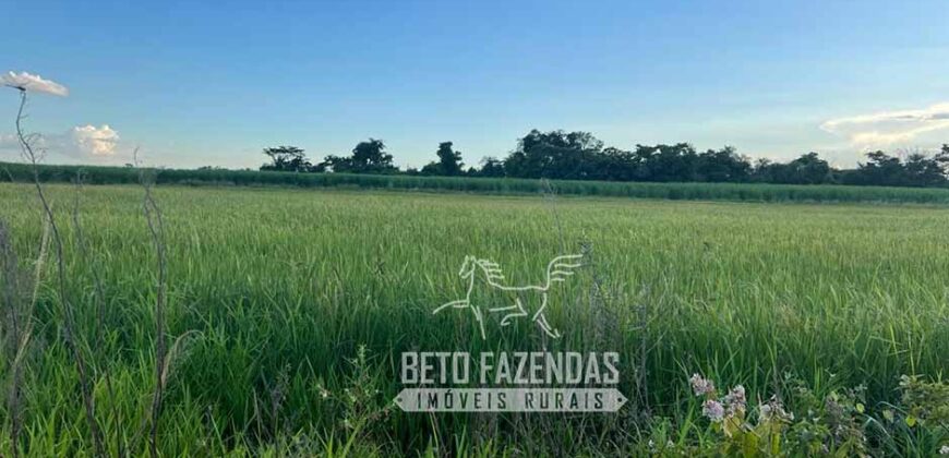 Fazenda Produtiva à Venda 9.128 ha com Alta Rentabilidade | Dourados/ MS