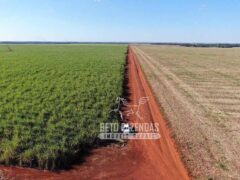 Fazenda Produtiva à Venda 9.128 ha com Alta Rentabilidade | Dourados/ MS