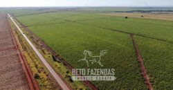 Fazenda Produtiva à Venda 9.128 ha com Alta Rentabilidade | Dourados/ MS