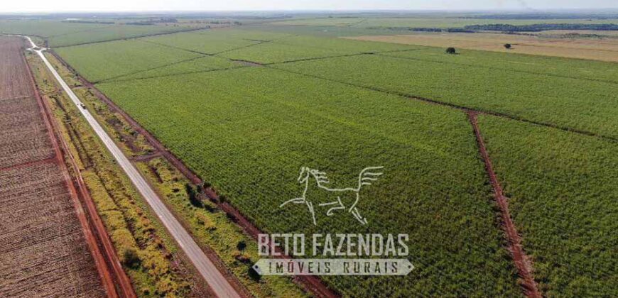 Fazenda Produtiva à Venda 9.128 ha com Alta Rentabilidade | Dourados/ MS