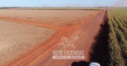 Fazenda Produtiva à Venda 9.128 ha com Alta Rentabilidade | Dourados/ MS