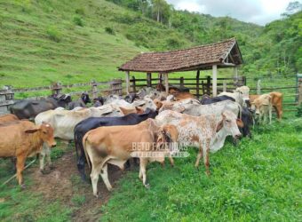 Fazenda com Natureza Exuberante 40 Alq Toda no Pasto | Rio Preto/MG