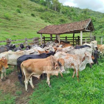 Fazenda com Natureza Exuberante 40 Alq Toda no Pasto | Rio Preto/MG