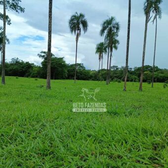 Fazenda Dupla Aptidão 396 hectares Pecuária e Agricultura | Água Fria/GO